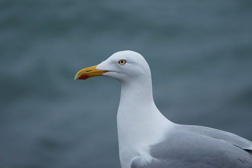 De zilvermeeuw met het water als achtergrond