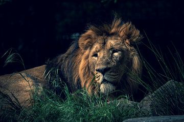 De majestueuze leeuw doemende uit het donker. van Joeri Mostmans
