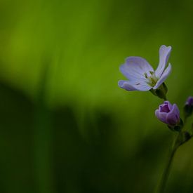 fleur violette sur Hartsema fotografie