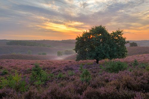 Zonsopkomt Posbank met paarse heide, Hoge Veluwe