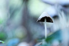 Mushroom (Pleated Skirt)