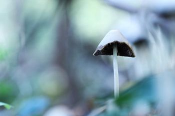 Pilz (Faltenrock)