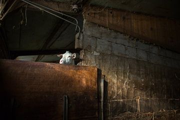 It's all about meh by Mirjam Leeflang