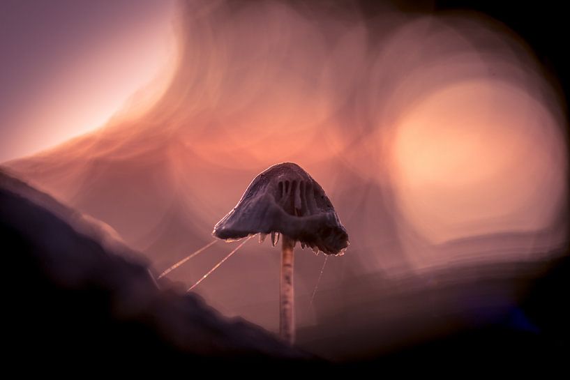 sunlight by peterheinspictures