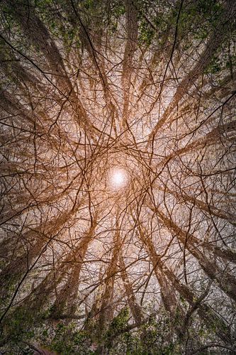 A kaleidoscope of trees and branches