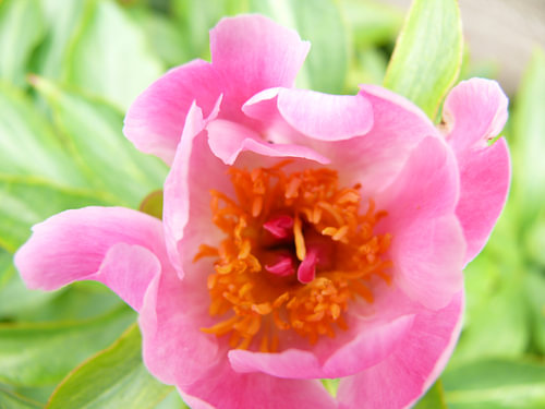 roze pioenroos