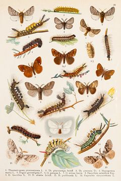 Antiker Teller mit Pinsel und satinierten Schmetterlingen von Studio Wunderkammer