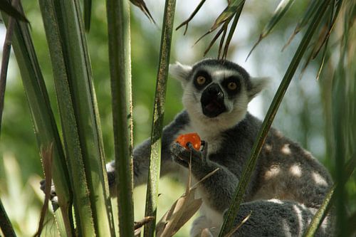 Ein Maki in der Avifauna
