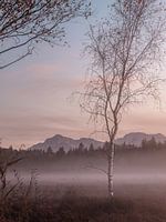 Mist in the moor