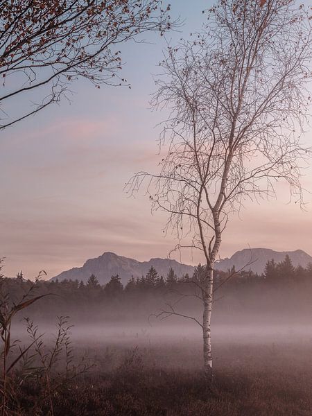 Mist in de hei van Thomas Weber BGL