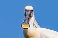 Portret Lepelaar van Merijn Loch thumbnail