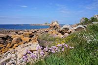 Pretty flowers at the pink granite coast of Brittany France