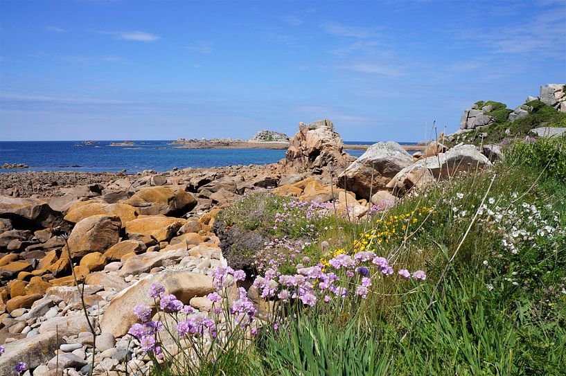Blumen auf der rosa Granit Küste von Brittany France von Sandra van der Burg