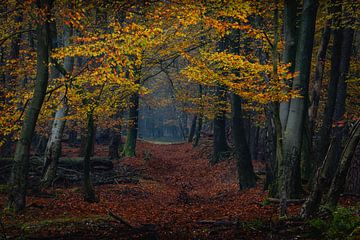 Autumn tones van John Goossens Photography