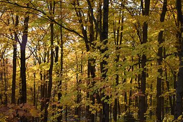 Een bos van bomen in de herfst van Claude Laprise