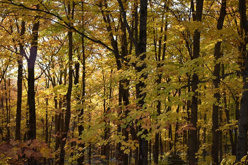 Ein Wald von Bäumen im Herbst von Claude Laprise