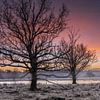 Arbres noirs au lever du soleil sur Miranda Heemskerk