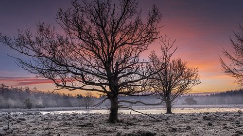 Zwarte bomen met zonsopkomst