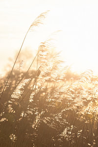 Riet landschap | zonsondergang | tegenlicht | fotografie