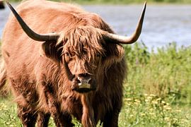 Schotse Hooglander van Stephanie Franken