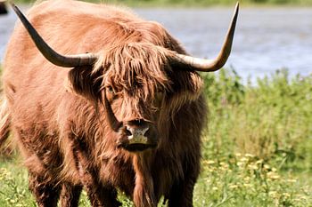 Schottischer Highlander