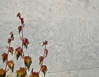 Junger wilder Wein klettert an einer Betonmauer in die Höhe