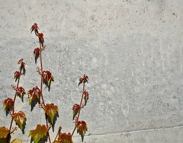 Wild vine climbs a concrete wall by mekke