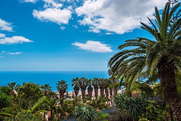 View of palm trees in Funchal on Madeira Island by Rico Ködder