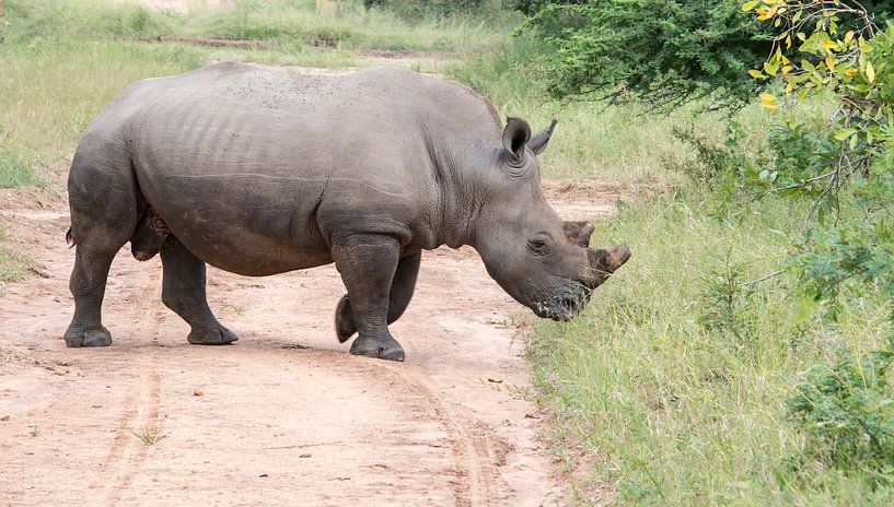 een witte neushoorn van dichtbij tijdens een safari van ChrisWillemsen