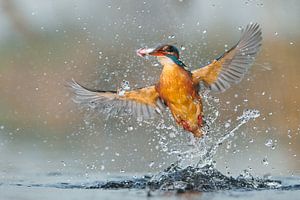 Eisvogel - Hab dich!