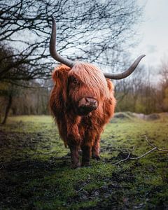 Schotse Hooglander portret