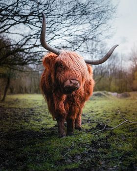 Scottish Highlander portrait