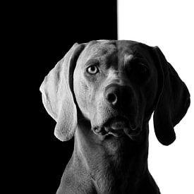 Hond in zwart/wit van Raoul Baart