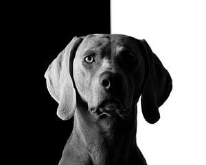 Hund in Schwarz und Weiß