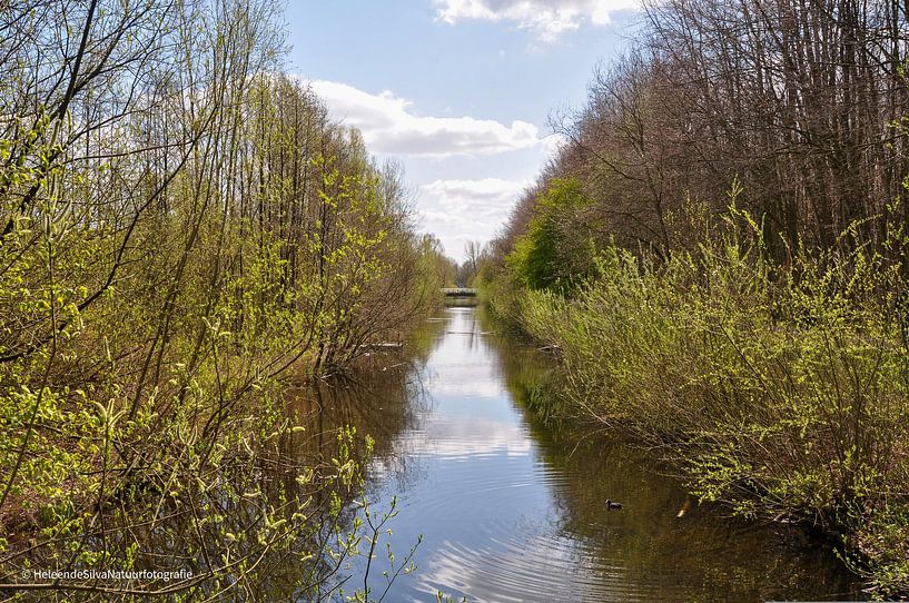 ditch in the forest by Heleen de Silva