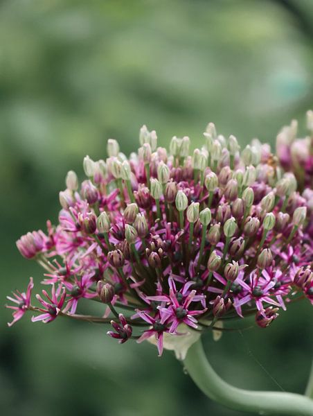 Allium 'Miami' in bloom by Jessie Vermeer Art