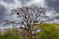 Stürmischer Himmel über den Nestern der Störche in Nordhorn