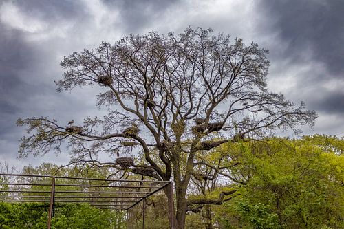 Stormachtige Hemel boven de Ooievaarsnesten in Nordhorn