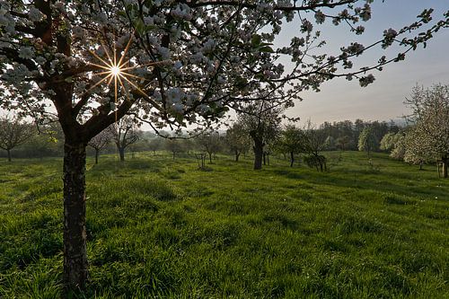 un verger plein de fleurs