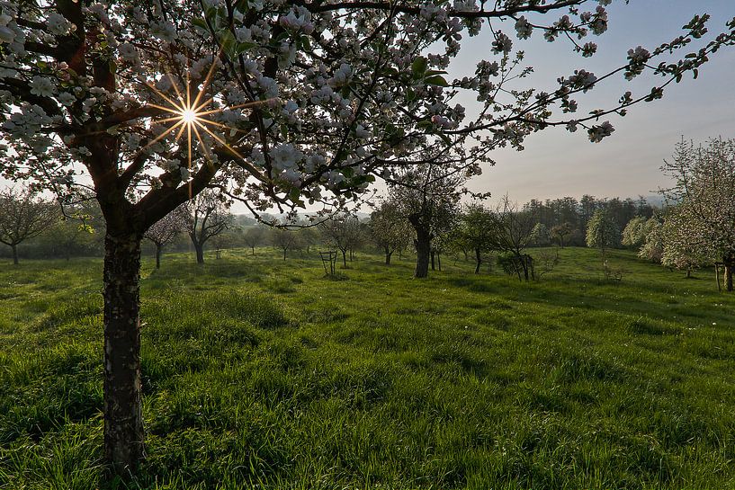 blühender Obstgarten von Wim Roebroek