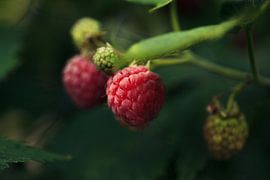 Himbeeren in Belgien | Wandkunst | Fotografie von Luis Boullosa