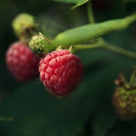 Raspberries growing | Wall Art | Photography by Luis Boullosa