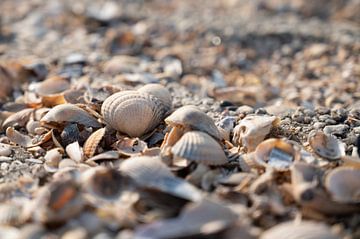 Shells at the wadden sea by Carla Beekhuizen