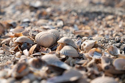 Muscheln am Wattenmeer