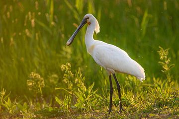 Lepelaar (Platalea leucorodia) in het nieuwe natuurgebied Reevediep van Sjoerd van der Wal Fotografie