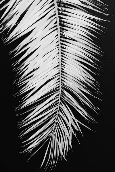 Palmblad_004 von Pictufy Studio III