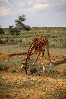 Water-drinking giraffe in the Serengeti