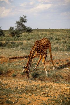 Water drinkende giraffe in de Serengeti van Niels pothof