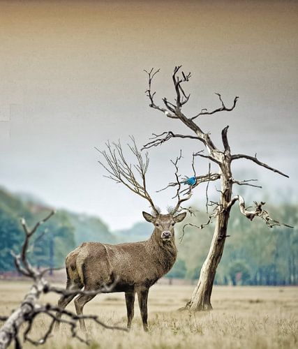 Show me the bird and I will tell you his Song