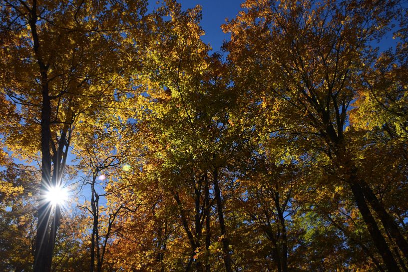 A maple forest in autumn by Claude Laprise